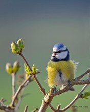 der Frühling ist da