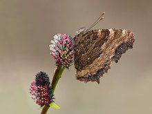 Großer Fuchs