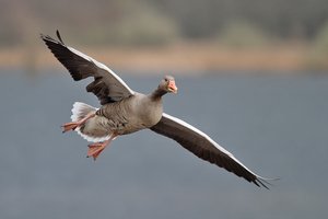 Graugans im Landeanflug