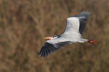 Graureiher im Flug