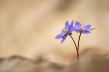 hepatica