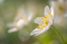 Wood anemone