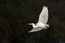 Silberreiher im Flug