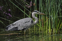 Auf der Jagd