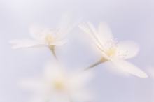 Weißes Leberblümchen