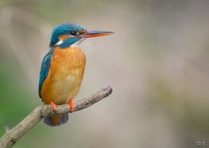 Schönheit