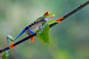 Rotaugenlaubfrosch