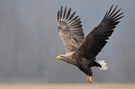 Seeadler