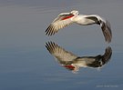 Dalmatian Pelican