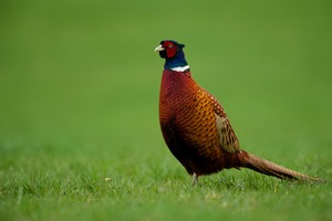 Phasianus colchicus