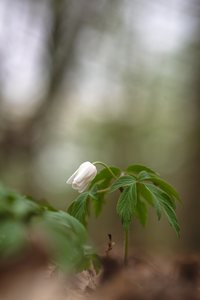 Buschwindröschen