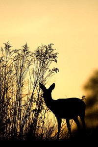 "...wenn die Sonne geht..."