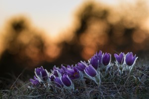 Pulsatilla vulgaris