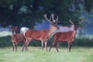 Junge Rothirsche am Niederrhein
