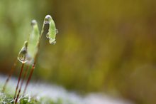 Regen Tropfen