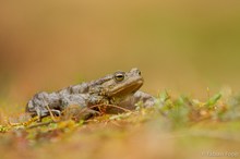 Erdkröte (Bufo bufo)