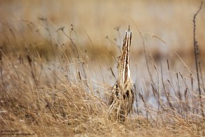 Die Große Rohrdommel in Pfahlstellung