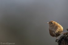 Der König in der Ecke