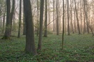 Frühlingsmorgen im Auwald