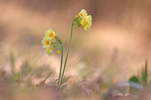 Primula elatior