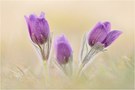 ~ pulsatilla ~