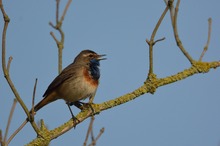 Blaukehlchen