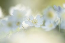 Anemone nemorosa