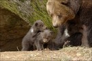Minibärenpower  im Nationalpark Bayerischer Wald