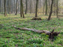 Frühling im Auwald