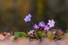 Leberblümchen