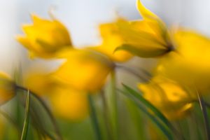 Wilde Tulpe - Tulipa sylvestris