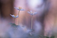 Mitten im Wald