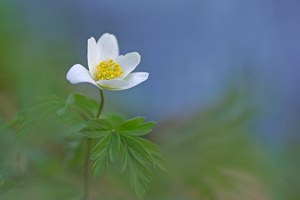 Buschwindröschen am Wasser