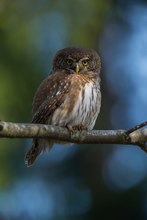 Sperlingskauz (Glaucidium passerinum)