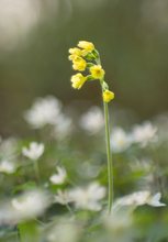 Schlüsselblume zwischen Buschwindröschen, einen Tag später