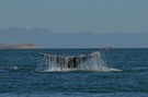 Auf Exkursion in der Kinderstube der Grauwale, Baja California