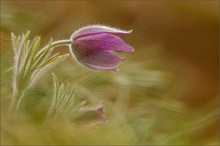 pulsatilla vulgaris II