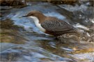 Cinculus cinclus - Wasseramsel