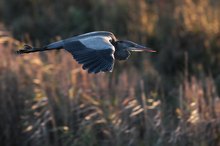 Graureiher im Flug