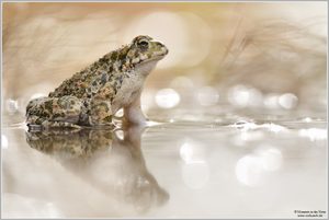 Wechselkröte (Bufo virides)