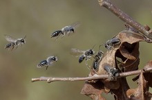 Wildbienen in der "Warteschleife"