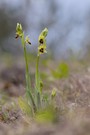 Kleine Spinnen-Ragwurz (Ophrys araneola)