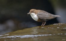 Häppchen für die Kleinen