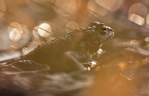 Die  L i e b e  erblickt...