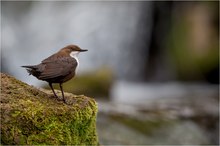 Im Reich der Wasseramsel