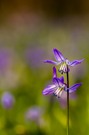Blausternduo