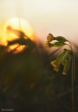 schlüsselblume im abendlicht