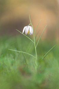 Wei9e Schachbrettblumme