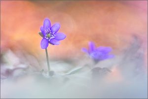 Hepatica nobilis