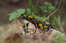 Feuersalamander